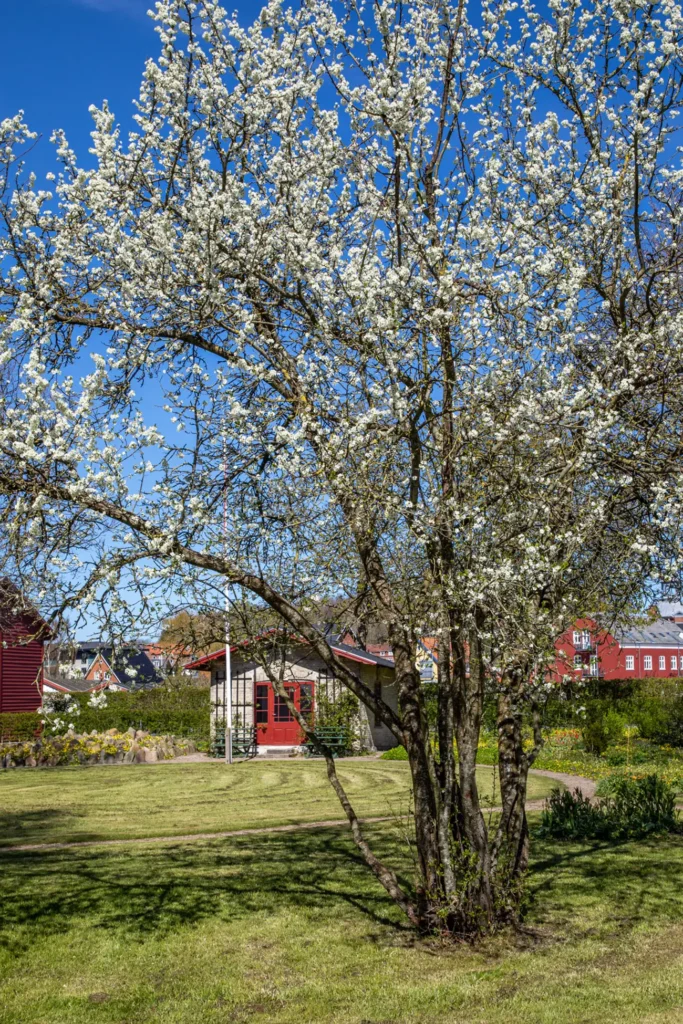 Bies Bryghus Have – Nr. 8