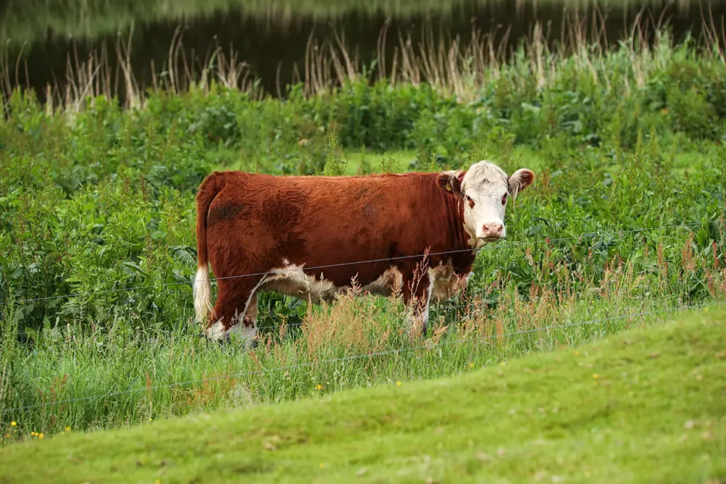 Hjerritsdal Mølle Mariagerfjord – Nr. 10