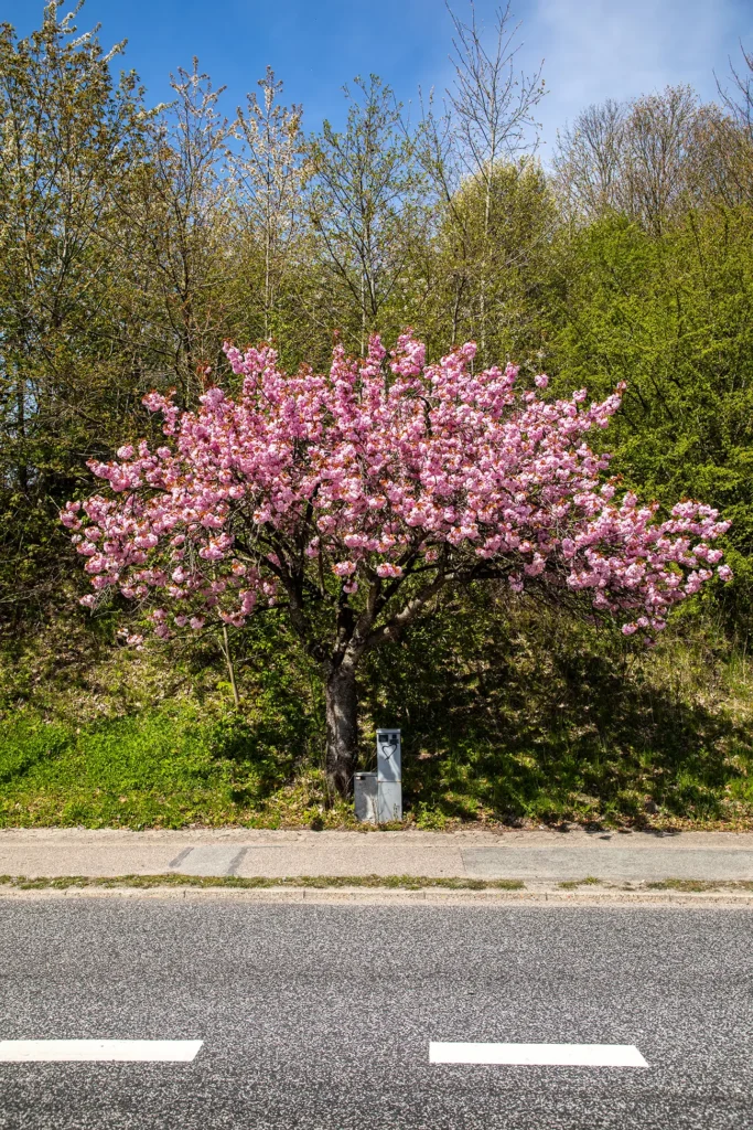 Kirsebærtræ ved ARLA og jernbanebroen Hobro – Nr. 3