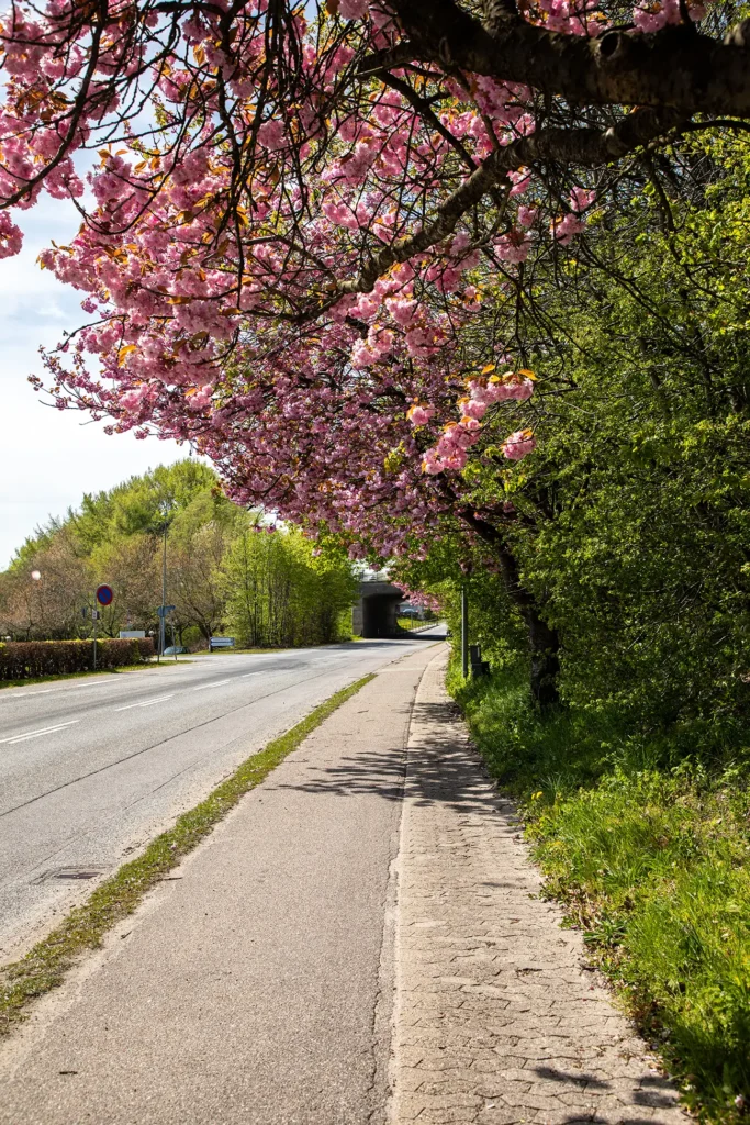 Kirsebærtræ ved ARLA og jernbanebroen Hobro – Nr. 4