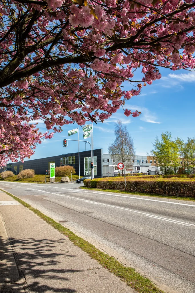 Kirsebærtræ ved ARLA og jernbanebroen Hobro – Nr. 5