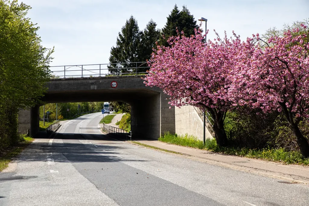 Kirsebærtræ ved ARLA og jernbanebroen Hobro – Nr. 2