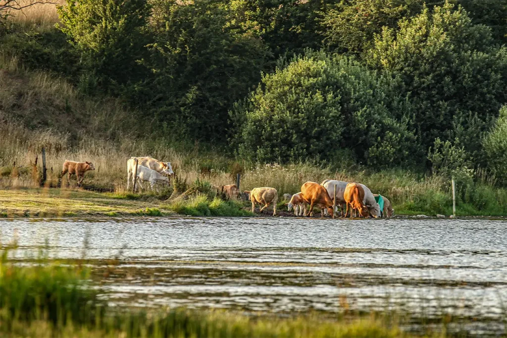 Klejtrup Sø med køer
