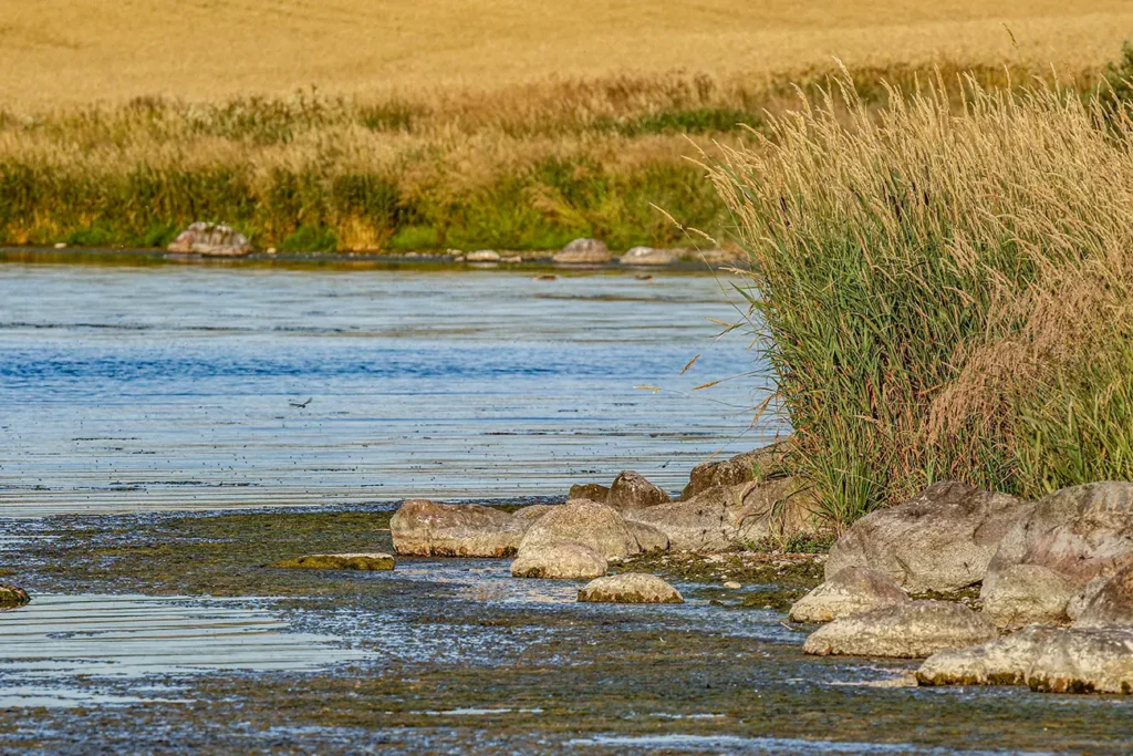 Klejtrup som med lyse siv