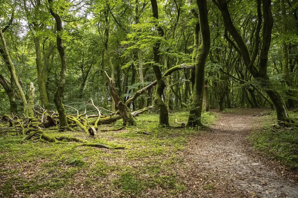 Rold Skov – Nr. 10